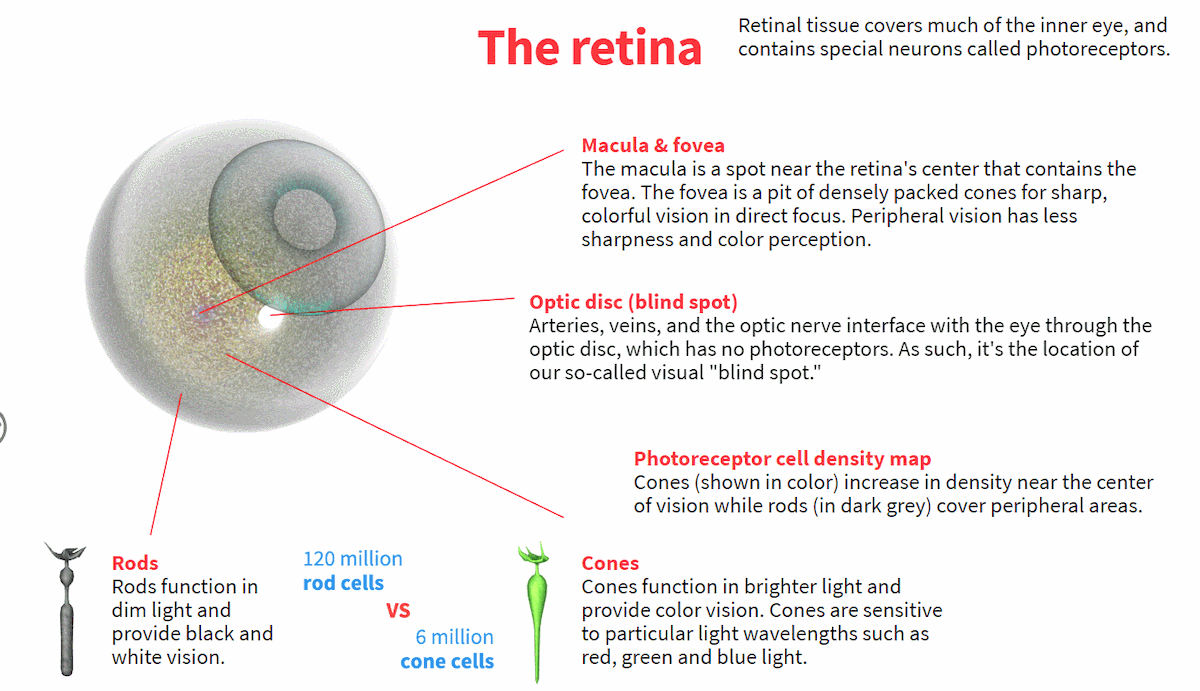 [Retina(망막)의 구조 (credit : Jacob O’Neal, https://animagraffs.com/human-eye/) ]